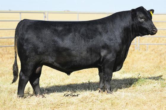 29AN1984 BEDROCK Solid Calving Ease & Maternal Base Four star calving ease potential with an outstanding maternal pedigree Top Calving Ease with a -2.