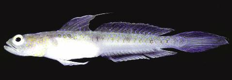 Descriptions of four new shrimpgobies of the genus Vanderhorstia from the western Pacific more brown dorsally on head; an oblique dark brown blotch on upper part of opercle, and a smaller darker
