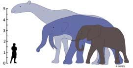 Mammals Grew 1,000 Times Larger After the Demise of the Dinosaurs The largest land mammals that ever lived, Indricotherium and Deinotherium, would have towered over the living African Elephant.
