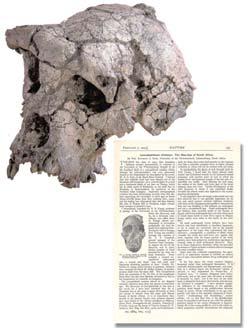Sahelanthropus tchadensis 6-7 mya 2002 discovery of hominid from Chad with a mosaic of primitive (very small brain) and derived (small canines) features.