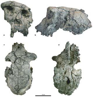 tugenensis (BAR 1002'00), (C and D) Paranthropus robustus (SK 97 and SK 82, reversed), (E) A. afarensis (A.L.