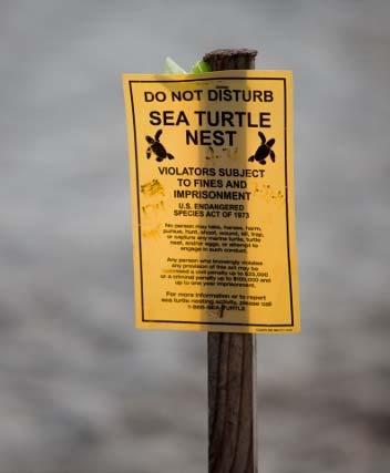 Regulatory Wildlife Concerns Alabama beaches are nesting areas for endangered shore birds and sea turtles