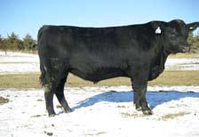 He was held back at our storm stressed sale last year because we believed him to be one of the best and he was the youngest bull in last year s listing.