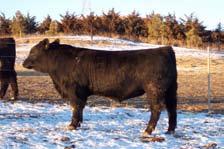 Note the carcass traits, its safe to bet the carcass traits are among the best in the beef industry.