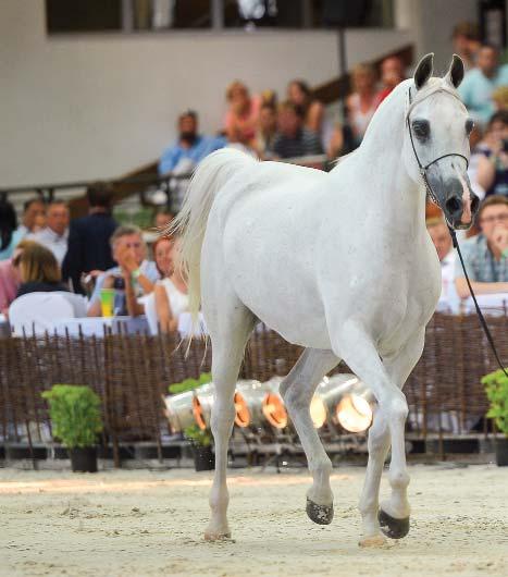 She began as a yearling in 1995, placing in the top fi ve of her class during the Polish National Show in Janów Podlaski.