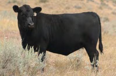 ratio for rib-eye of 101 A proven performance bull that sires progeny with exceptional capacity and base width Inbreeding Coefficient 7.