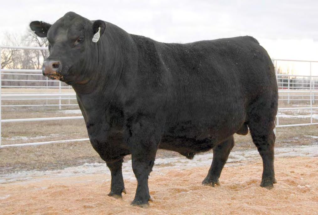 Sinclair Grass Master [AMF-CAF-DDF-M1F-NHF] Reg: +16027094 Full sister Sinclair Primrose 8BT5 A14 (16027097) DOB: January 22, 2008 Owned by Sinclair Cattle Company,