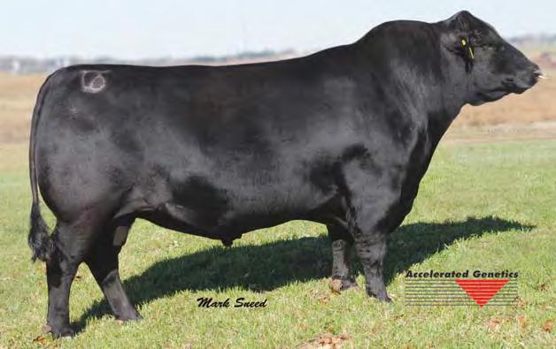 four consecutive years Son of the Sinclair feed-efficiency matriarch Ideal 4465 of 6807 4286 Two flush sisters have generated more than $1.