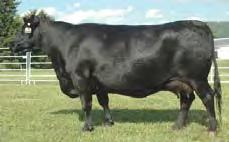, DeForest, Wisconsin The $15,500 third top-selling bull of the 2006 Sinclair Bull Sale 8 generations of low birth weight cows on his dam side Maternal granddam-considered the best N Bar Legacy