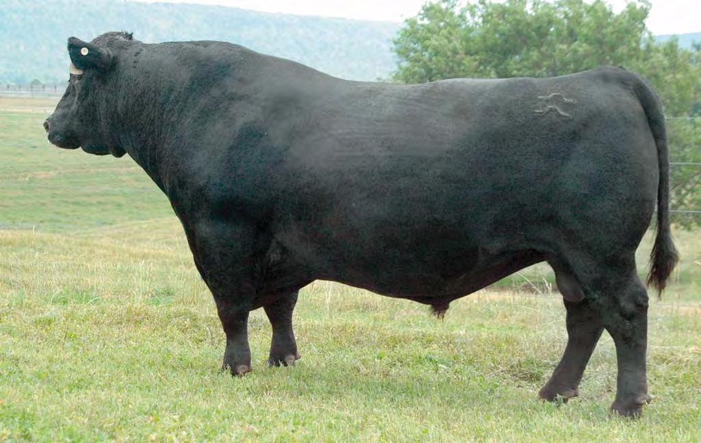 Sinclair Emulation XXP [AMF-CAF-NHF] Reg: +15355048 Owned by Sinclair Cattle Company, Inc.