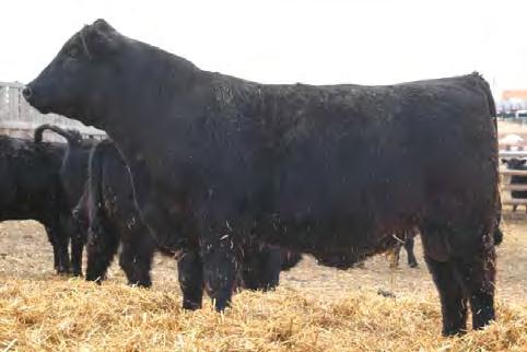 Sinclair Timeless 8BA4 [AMF-CAF-DDF-M1F-NHF] Reg: 16027579 Owned by Sinclair Cattle Company, Inc. Dam Pathfinder Sinclair Blackbird 2P8 7079 Son Sinclair Preview 1TL13 sold for $8500.