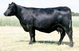 Spring Bull Sale Sired the 4th and 5th high selling bulls in the November 30, 2013 Vermillion Ranch Fall Bull Sale bringing $11,000 and $10,500 at auction Progeny are thick made and