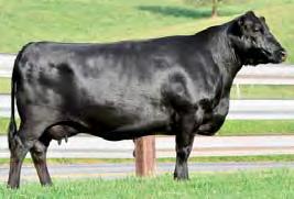 of the legendary Pathfinder Sire, RR Rito 707 progeny have exceptional muscle, base and capacity.
