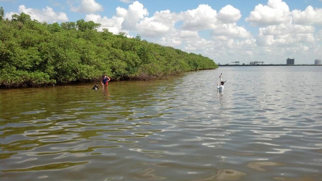 Seagrass, Mangroves, and Oysters Constraints Nearly continuous sparse