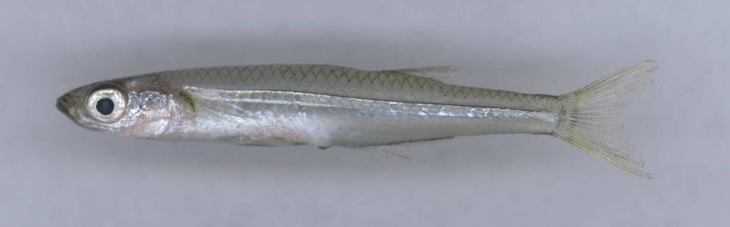The Silversides (Family Atherinidae) Both species small (usually not larger than 4 inches) Look very similar The key distinguishing factor is the gut peritoneum The inland silverside the gut