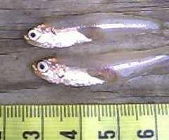 The Anchovies (Family Engraulidae) Bay Anchovy (Anchoa mitchilli) All Anchovies: Have a large mouth, lack a lateral line and dorsal and anal fins have no spines.