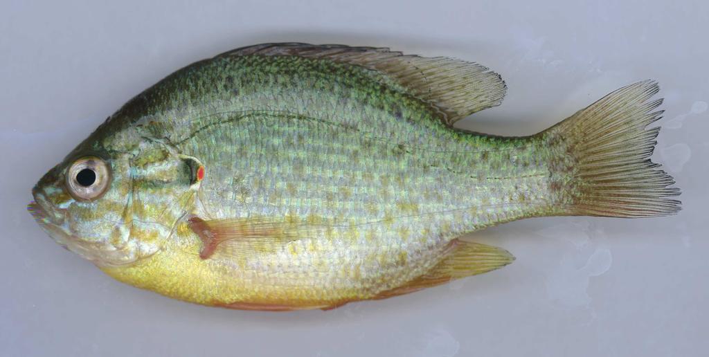 The Sunfishes (Family Centrarchidae) Adults are distinctly different, however juveniles look very similar The major differences are: Bluegill The bluegill has a dusky spot on the lower half