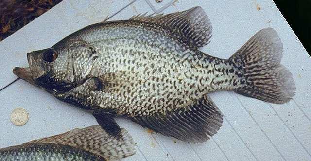 The Sunfishes (Family Centrarchidae) The black crappie may look similar to bluegill