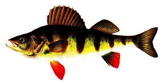 The Perches (Family Percidae) Yellow perch (Perca flavescens) Tessellated darter (Etheostoma olmstedi) Freshwater