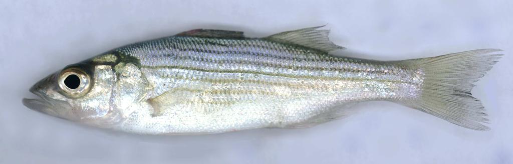 The Striped Basses (Family Moronidae) Striped bass White perch Striped bass and white perch look distinctly different as adults.