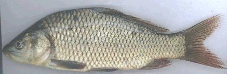 The Carps and Minnows (Family Cyprinidae) Carp The best way to