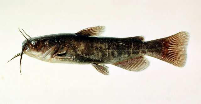 Bullhead Catfishes (Family Ictaluridae) Channel catfish (Ictalurus punctatus) Brown bullhead