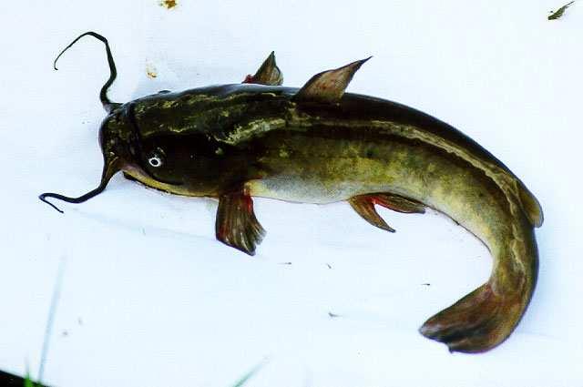 Bullhead Catfishes (Family Ictaluridae) Channel catfish have deeply forked tails and the body is speckled with random spots.