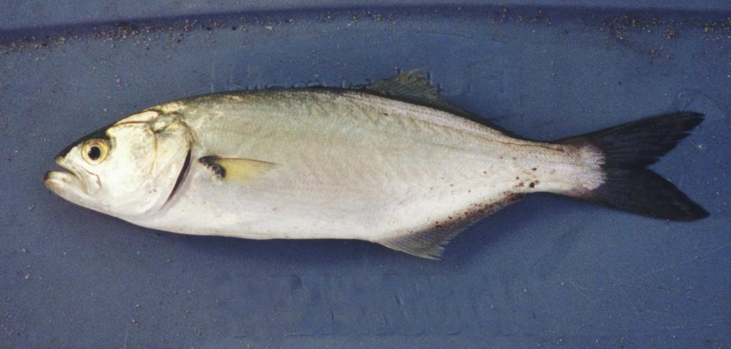 The Bluefishes (Family Pomatomidae) Bluefish (Pomatomus saltatrix) Bluefish have been observed in drought years.