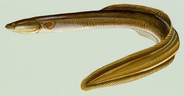 The Freshwater Eels Family (Anguillidae) American eel (Anguilla rostrata) The American eel is the only species of eel that has been observed in this