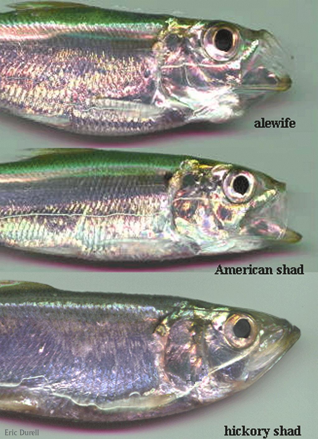 The Herrings (Family Clupeidae) Alewife and blueback herring have a bottom