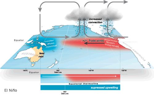 in the diagram of the disrupted Walker Circulation below. Notice that the rain is concentrated over Peru and the upwelling off the Peruvian coast is supressed.