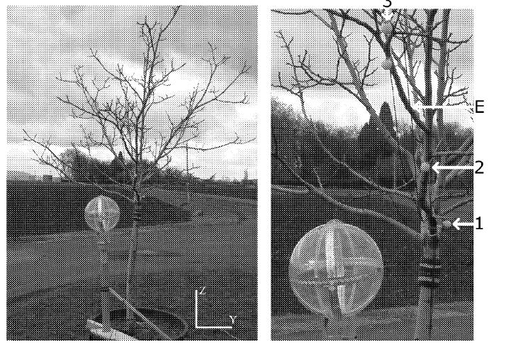 Experimental investigations of a walnut tree multimodal