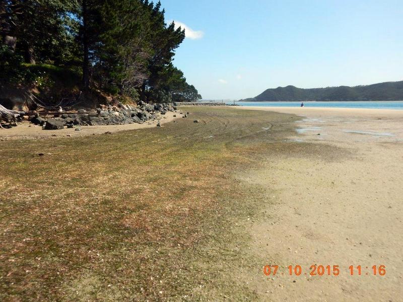 Seagrass beds line the shores of the lower harbour channel edges.