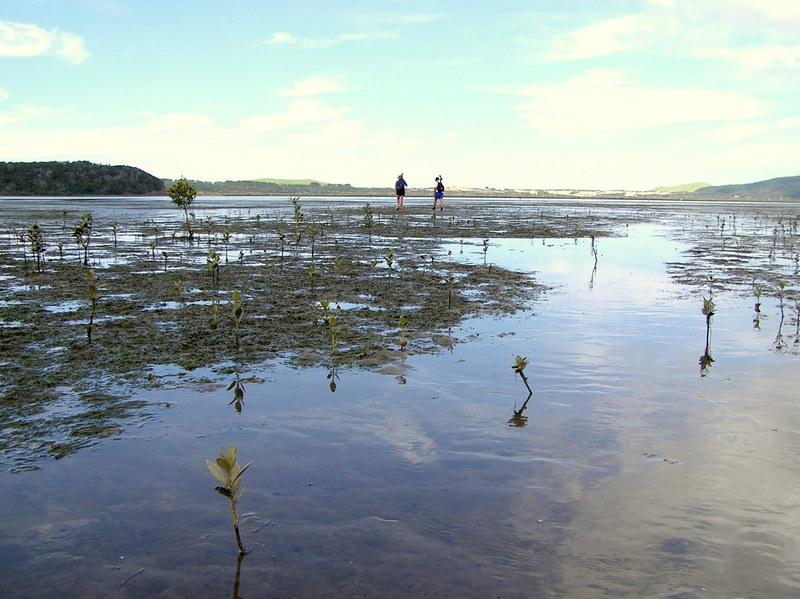 productive seagrass beds in the upper arbour area.