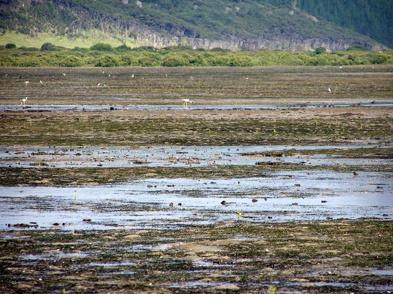 Large numbers of waders utilise the expansive seagrass and shellfish tidal flats. This photo is taken at the upper end of the arbour near Jackson s Point.