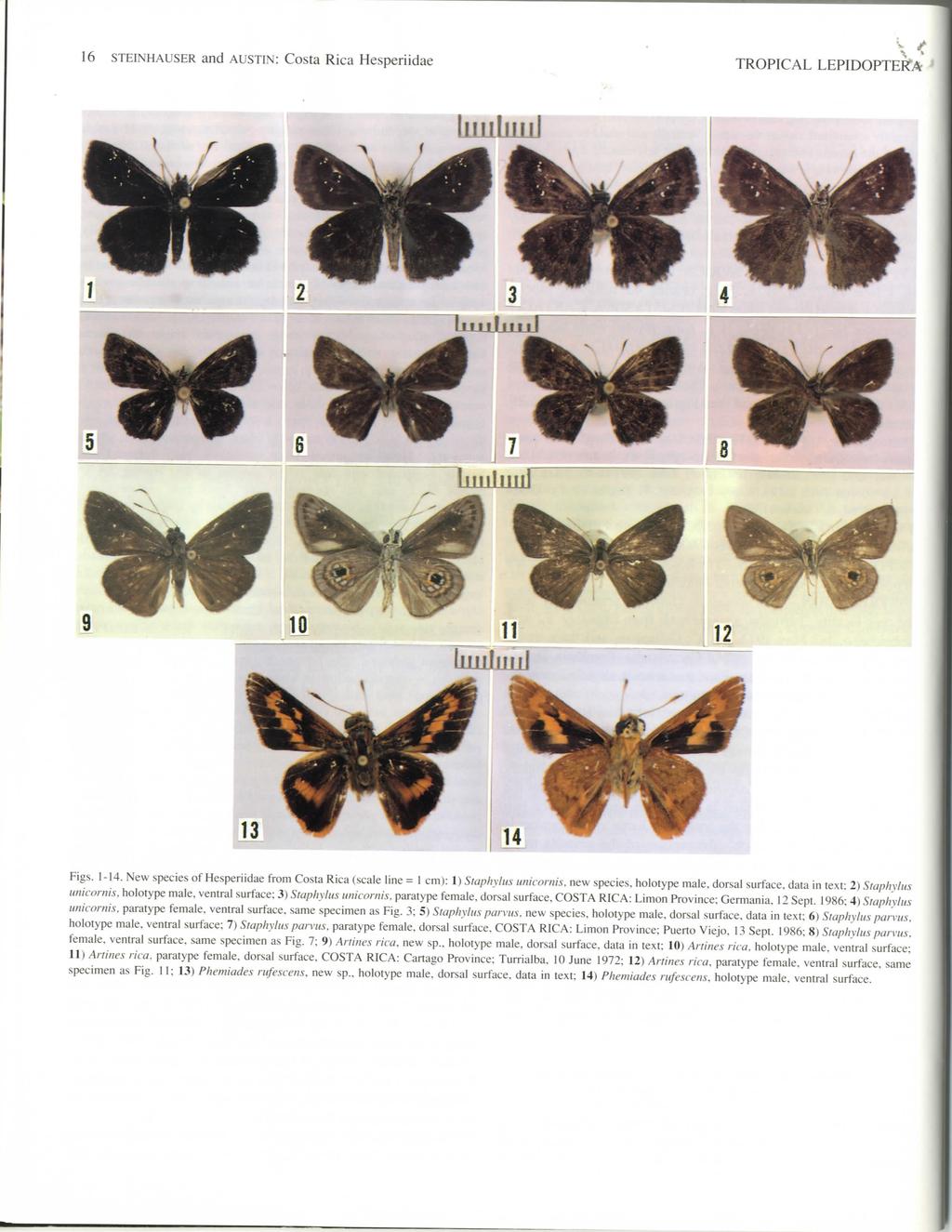 v< 16 STEINHAUSER and AUSTIN: Costa Rica Hesperiidae TROPICAL LEPIDOPTERA IllllllLLLl 11 lillllujlj 12 Figs. 1-14.
