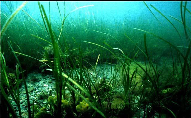 Vegetation Submerged aquatic vegetation (SAV) interferes with acoustic depth measurements If annual vegetation,