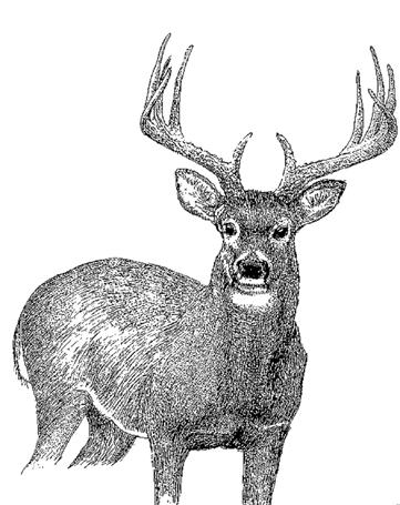 18 DEER HUNTING DEER PERMITS & LICENSES Muzzleloader Permit Muzzleloader means a firearm that is capable of being loaded only through the muzzle; is ignited by a matchlock, wheel lock, flintlock, or