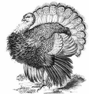 22 WILD TURKEY HUNTING Wild Turkey Hunting Anyone who possesses a big game or small game firearms license or archery license may obtain a combination spring/fall wild turkey permit.
