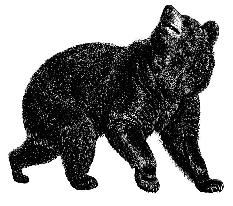 26 BEAR TRAPPING Bear Trapping BEAR TRAPPING PERMIT A bear trapping permit and a trapping license is required to set a trap for a bear during the annual bear trapping season (September 1 - October