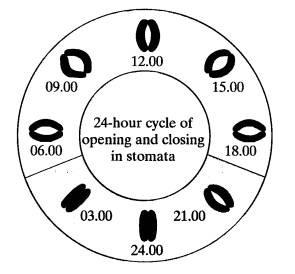 Question 2 The drawing shows a 24-hour cycle for the opening and closing of stomata from the same plant. 2.1 Explain how this opening and closing of stomata is advantageous to the plant.