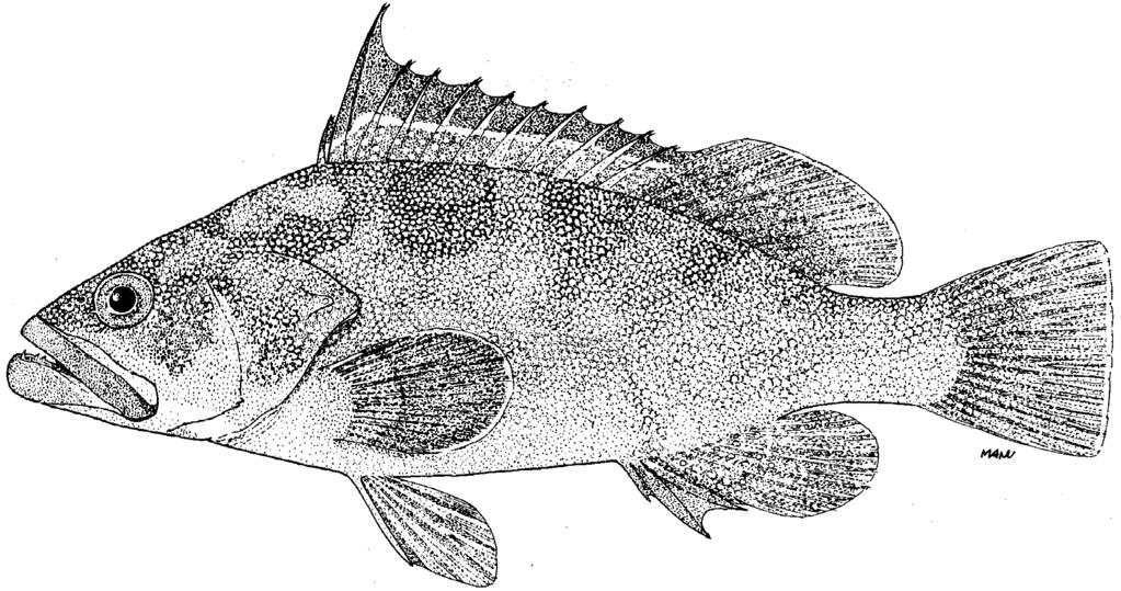170 FAO Species Catalogue Vol. 16 FAO Names: En - Marquesan grouper; Fr - Mérou Marquises; Sp - Mero marquesano. Fig.