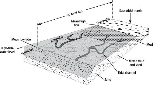 Tidal zones within a
