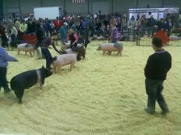 Cutting Off the View of Competitors Showmen #1 and #2 are blocking the view of the exhibitors behind