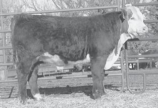 3100 domino 5125 oxh maxine 9306 bp master plan et sod fh l1 vanna 510 94 735 3.2 51 82 28 53.31.30 $27 A top Harland son that really pushes the scale down. Dam has a super udder.