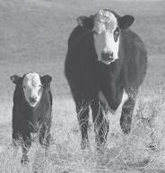 advantages in profitability, cash flow, herd size and retained female fertility and longevity according to