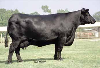 307R STYLES UPGRADE J59 PLAINVIEW LASSIE 71B RRR FOREVER LADY 274 GAR GRID MAKER SF FOREVER LADY 4167 TWIN HILLS FOREVER LADY 2095 Offered by Burns Angus 11 0.8 80 134 26 56 0.72 1.06 83.21 92.94 44.