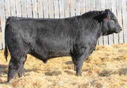 of this writing. The dam of this phenomenal female, Erica Rito 209 has an outcross pedigree by S Chisum 6175 back to a daughter of Rito 1I2 of 2536 Rito 6I6 and the featured Erica family.