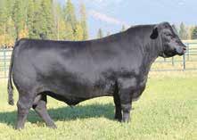 LEACHMAN RIGHT TIME HYLINE RIGHT TIME 338 HYLINE PRIDE 265 CAR MISS AMY 591 CAR TRACKER 904 CAR MISS AMY 121 CAR MISS AMY 998 Offered by Malek Angus Ranch 12 0.