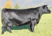 50 This powerful donor is a full sister to MAR Double XL 320, who is acclaimed by many to be the most attractive and powerful son of Ten X in the industry.